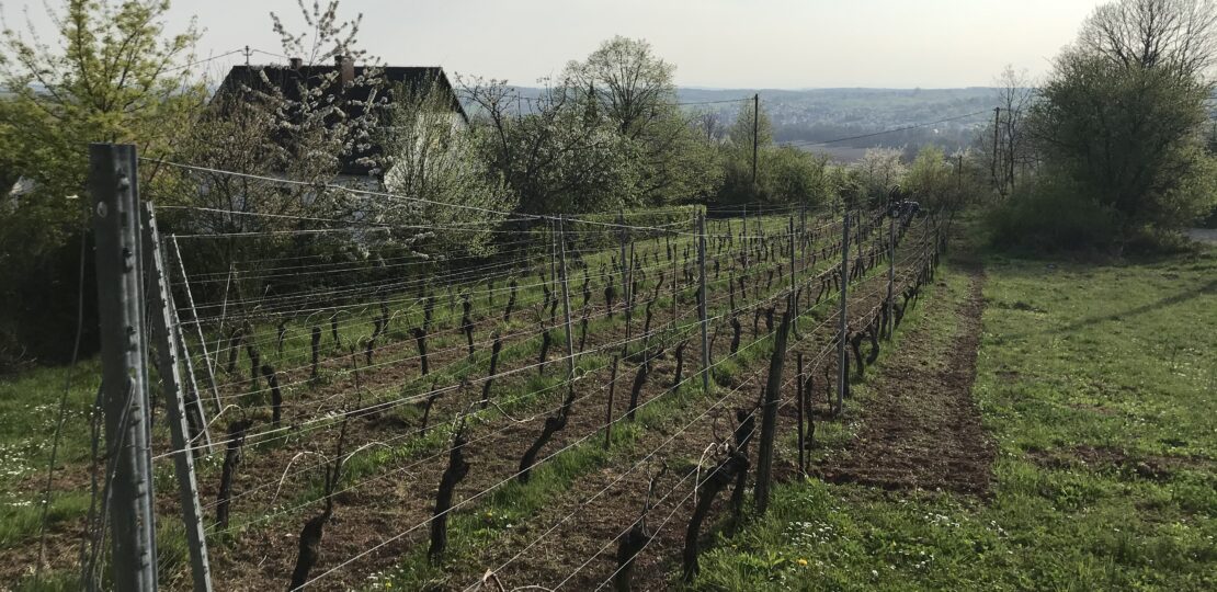 vigniculture -499